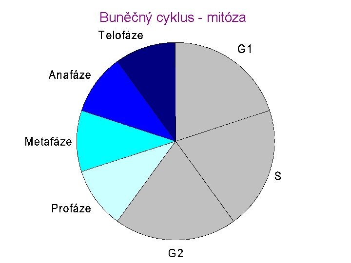 Buněčný cyklus - mitóza 