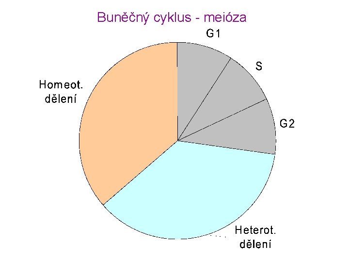 Buněčný cyklus - meióza 