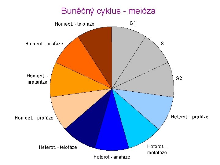 Buněčný cyklus - meióza 