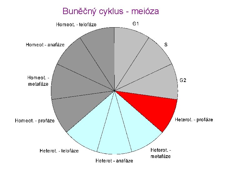 Buněčný cyklus - meióza 