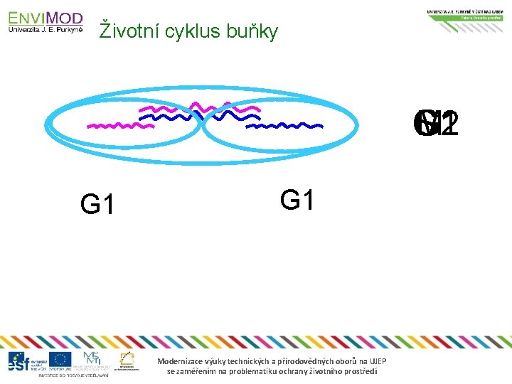 Životní cyklus buňky G 1 S G 2 M G 1 Modernizace výuky technických