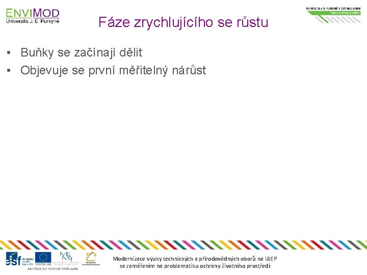 Fáze zrychlujícího se růstu • Buňky se začínají dělit • Objevuje se první měřitelný