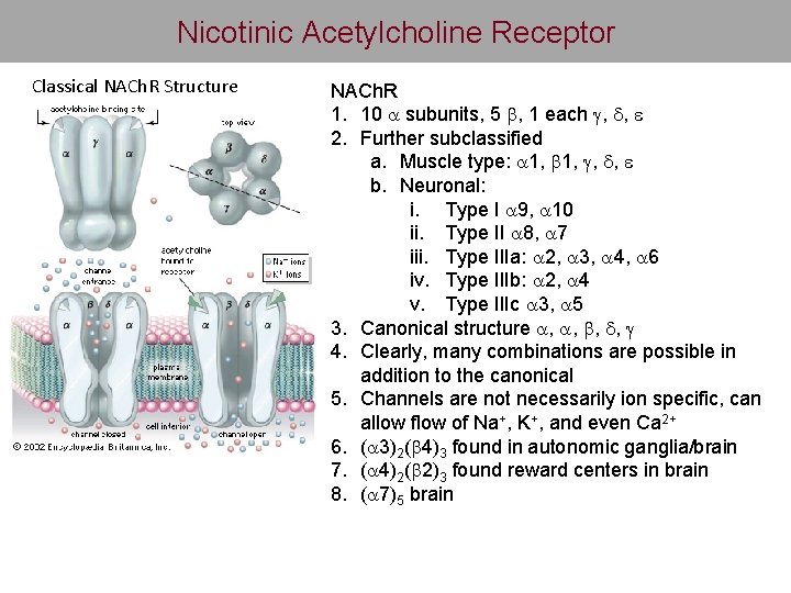 Nicotinic Acetylcholine Receptor Classical NACh. R Structure NACh. R 1. 10 a subunits, 5