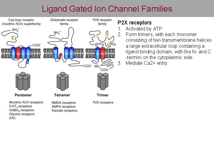 Ligand Gated Ion Channel Families P 2 X receptors 1. Activated by ATP 2.
