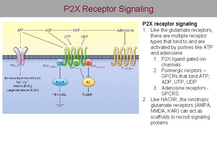 P 2 X Receptor Signaling P 2 X receptor signaling 1. Like the glutamate