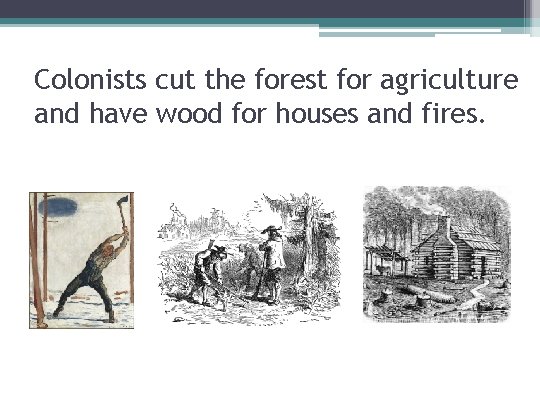Colonists cut the forest for agriculture and have wood for houses and fires. 
