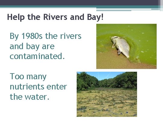 Help the Rivers and Bay! By 1980 s the rivers and bay are contaminated.