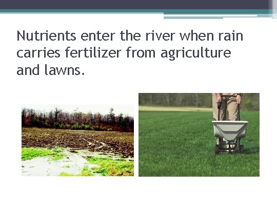 Nutrients enter the river when rain carries fertilizer from agriculture and lawns. 