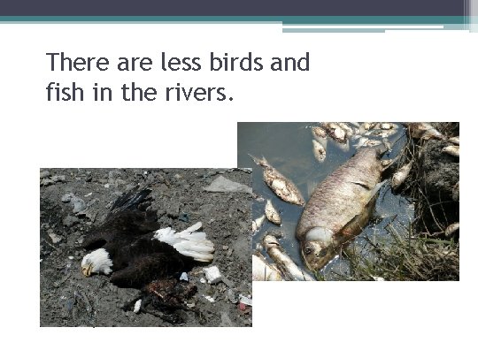 There are less birds and fish in the rivers. 