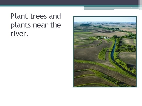 Plant trees and plants near the river. 