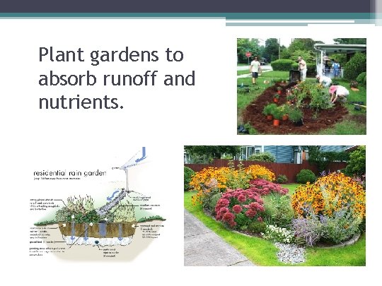 Plant gardens to absorb runoff and nutrients. 