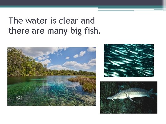 The water is clear and there are many big fish. 