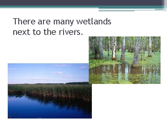 There are many wetlands next to the rivers. 