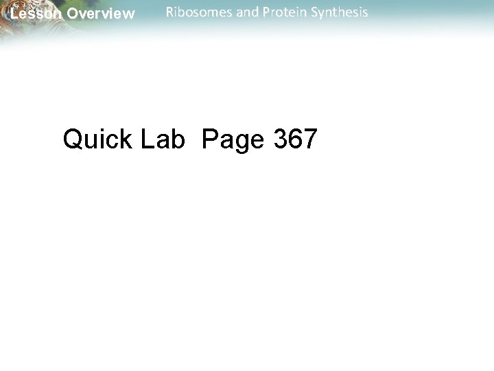 Lesson Overview Ribosomes and Protein Synthesis Quick Lab Page 367 