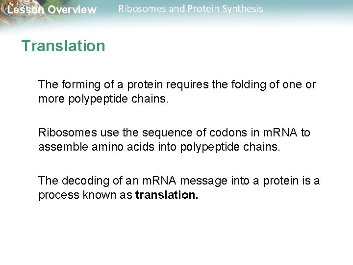 Lesson Overview Ribosomes and Protein Synthesis Translation The forming of a protein requires the