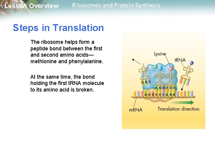 Lesson Overview Ribosomes and Protein Synthesis Steps in Translation The ribosome helps form a