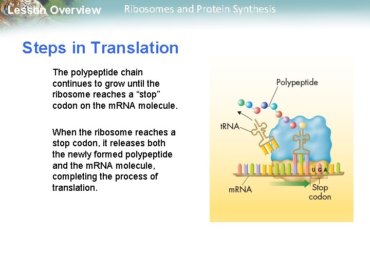 Lesson Overview Ribosomes and Protein Synthesis Steps in Translation The polypeptide chain continues to