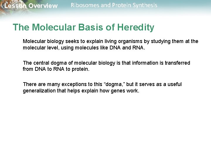 Lesson Overview Ribosomes and Protein Synthesis The Molecular Basis of Heredity Molecular biology seeks