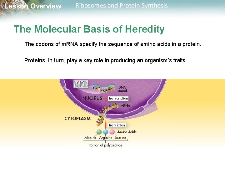 Lesson Overview Ribosomes and Protein Synthesis The Molecular Basis of Heredity The codons of