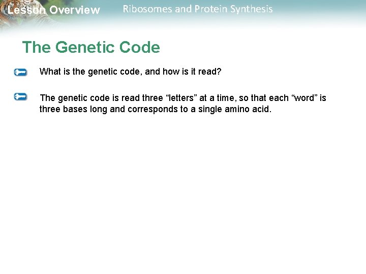 Lesson Overview Ribosomes and Protein Synthesis The Genetic Code What is the genetic code,