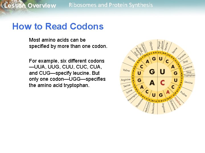 Lesson Overview Ribosomes and Protein Synthesis How to Read Codons Most amino acids can