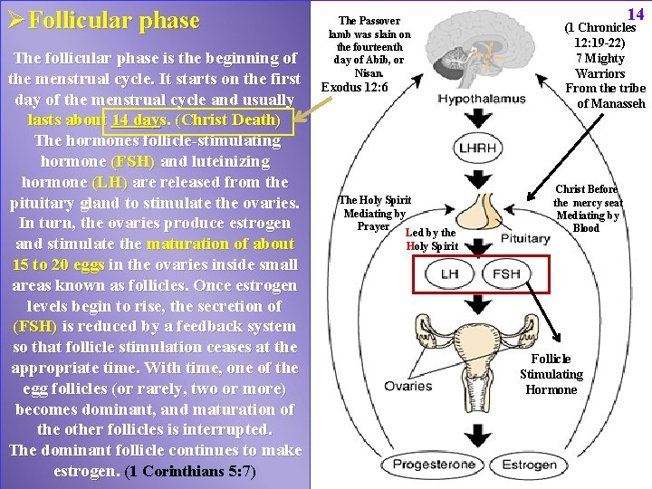 ØFollicular phase The follicular phase is the beginning of the menstrual cycle. It starts