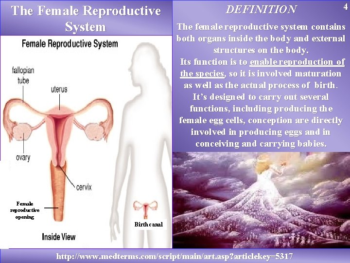 The Female Reproductive System DEFINITION 4 The female reproductive system contains both organs inside