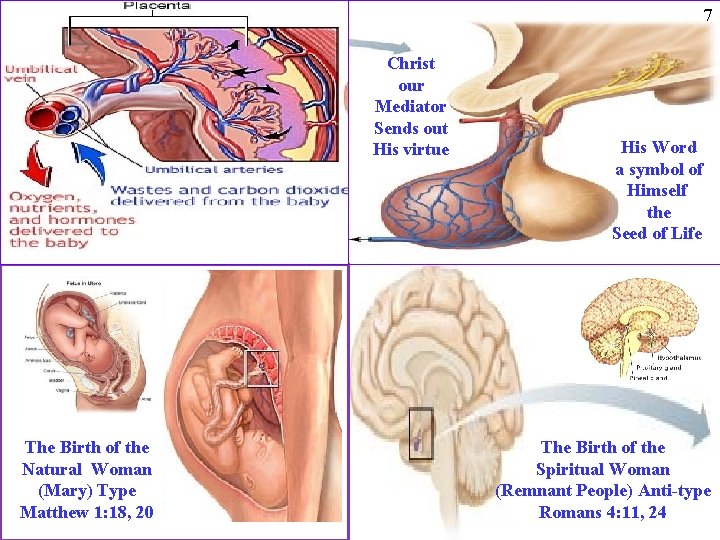 7 Christ our Mediator Sends out His virtue The Birth of the Natural Woman