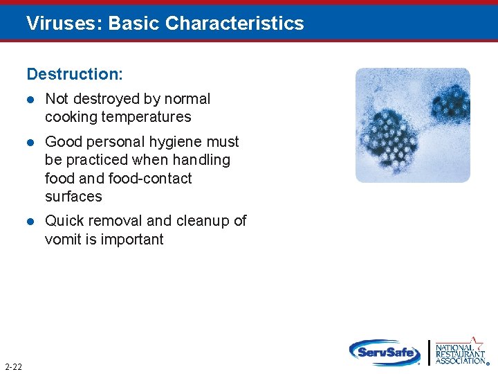 Viruses: Basic Characteristics Destruction: 2 -22 l Not destroyed by normal cooking temperatures l