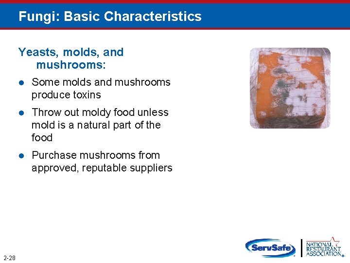 Fungi: Basic Characteristics Yeasts, molds, and mushrooms: 2 -28 l Some molds and mushrooms