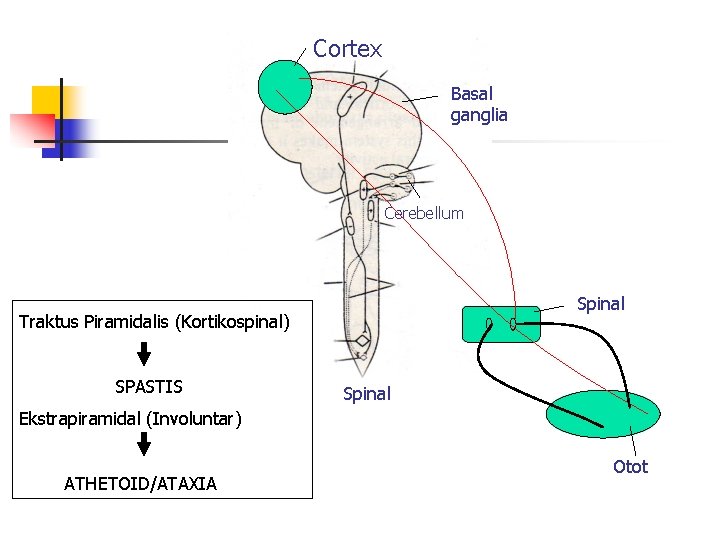 Cortex Basal ganglia Cerebellum Spinal Traktus Piramidalis (Kortikospinal) SPASTIS Spinal Ekstrapiramidal (Involuntar) ATHETOID/ATAXIA Otot