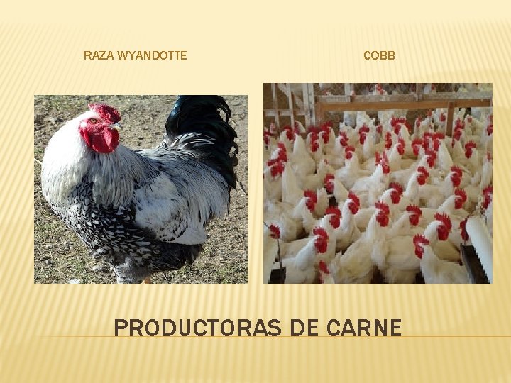 RAZA WYANDOTTE COBB PRODUCTORAS DE CARNE 