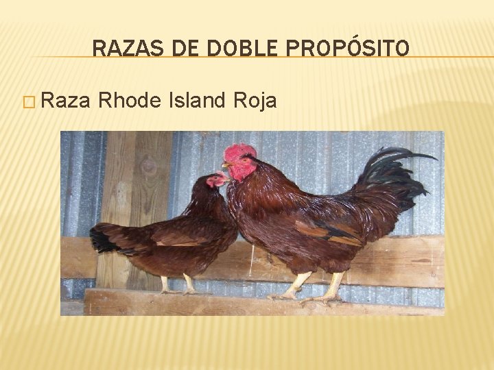 RAZAS DE DOBLE PROPÓSITO � Raza Rhode Island Roja 