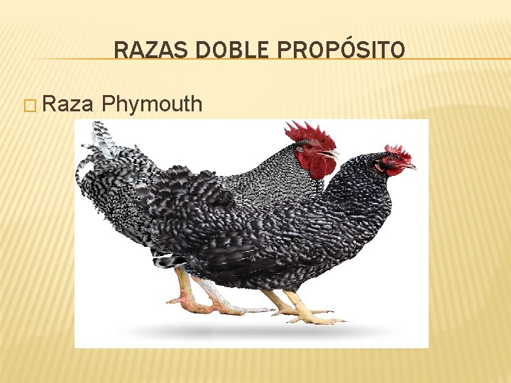 RAZAS DOBLE PROPÓSITO � Raza Phymouth 