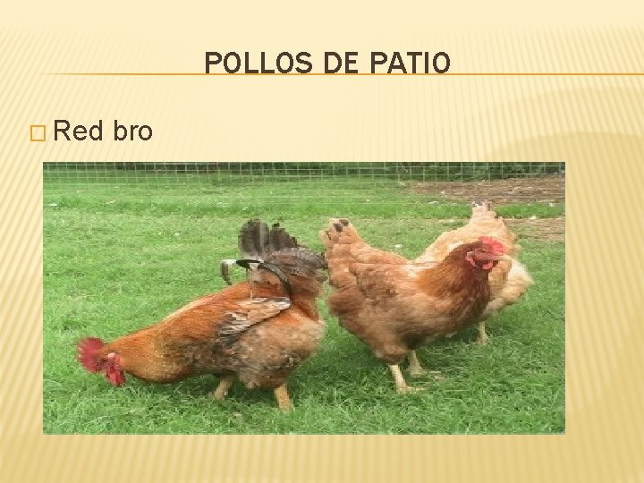 POLLOS DE PATIO � Red bro 