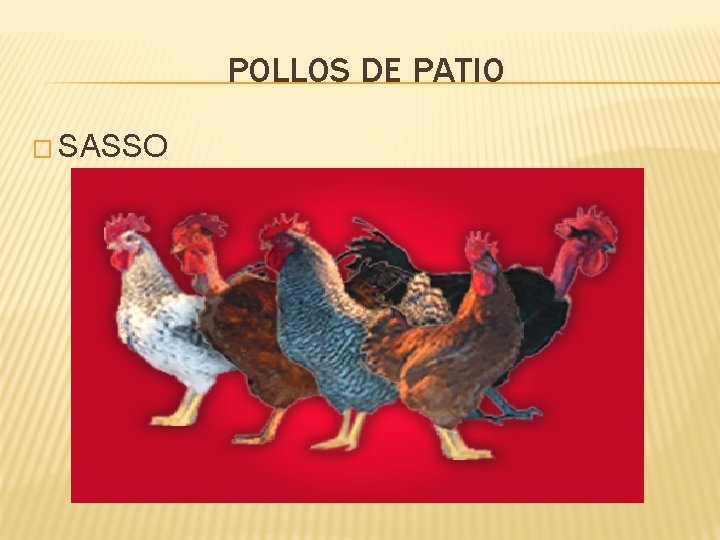 POLLOS DE PATIO � SASSO 