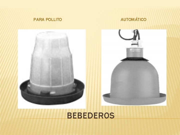 PARA POLLITO AUTOMÁTICO BEBEDEROS 