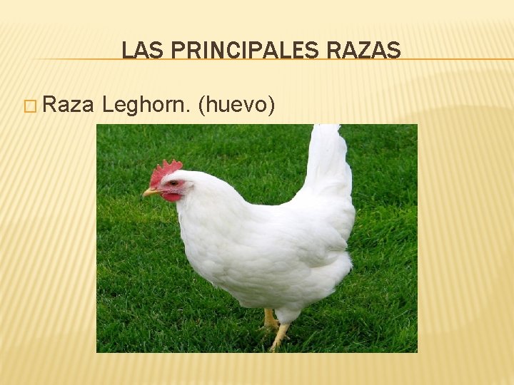 LAS PRINCIPALES RAZAS � Raza Leghorn. (huevo) 