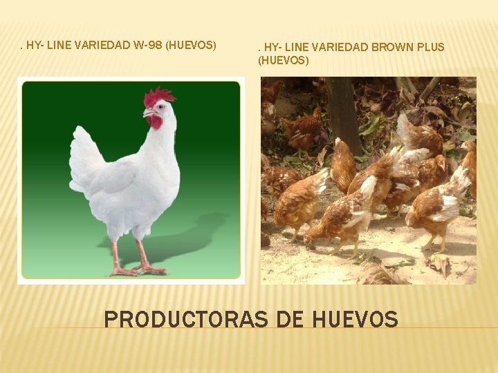 . HY- LINE VARIEDAD W-98 (HUEVOS) . HY- LINE VARIEDAD BROWN PLUS (HUEVOS) PRODUCTORAS