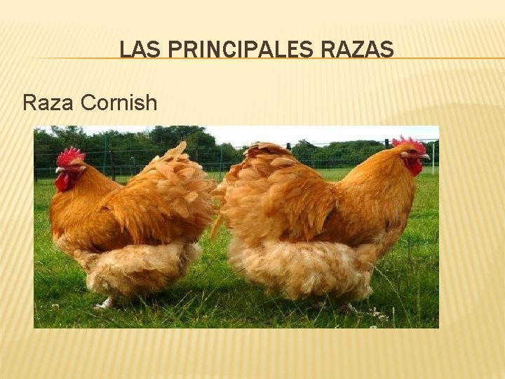 LAS PRINCIPALES RAZAS Raza Cornish 