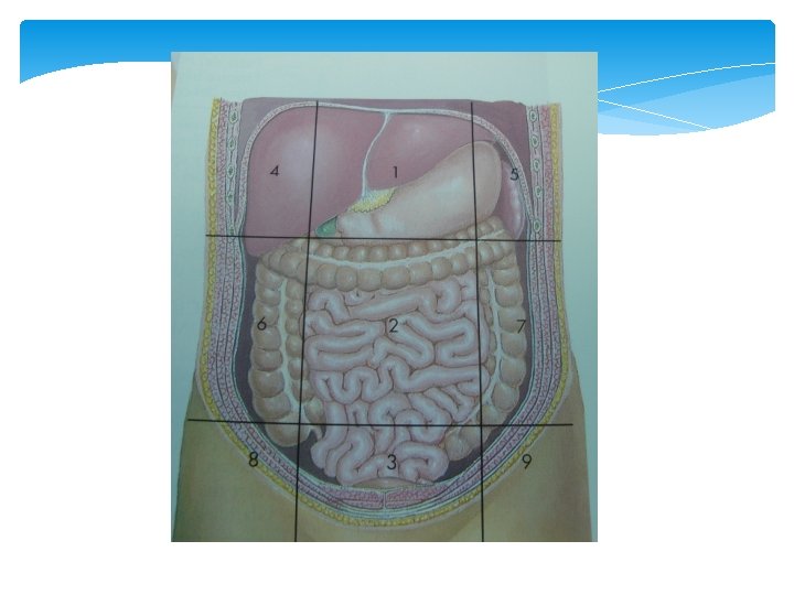 EL ABDOMEN ABDOMEN Es una cavidad hermticamente cerrada