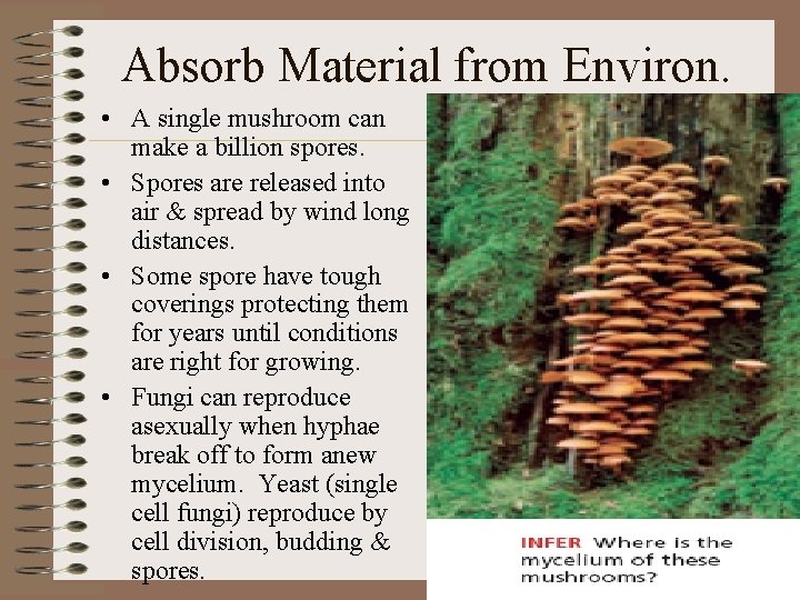 Absorb Material from Environ. • A single mushroom can make a billion spores. •
