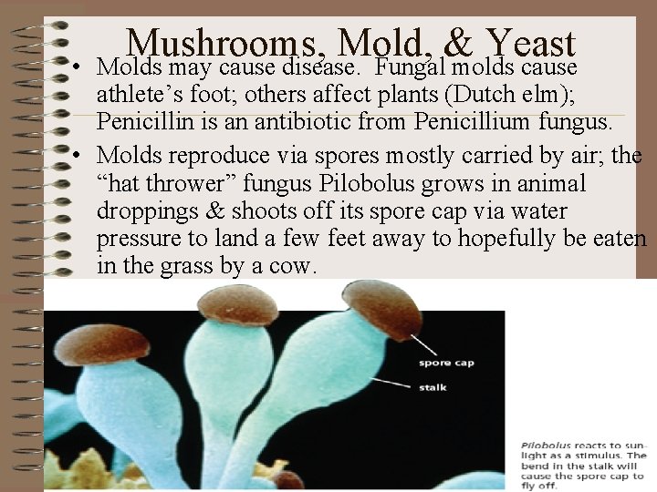  • Mushrooms, Mold, & Yeast Molds may cause disease. Fungal molds cause athlete’s