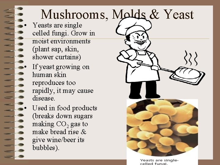 Mushrooms, Molds & Yeast • Yeasts are single celled fungi. Grow in moist environments
