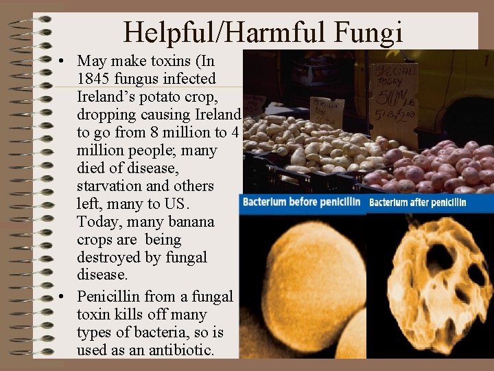 Helpful/Harmful Fungi • May make toxins (In 1845 fungus infected Ireland’s potato crop, dropping