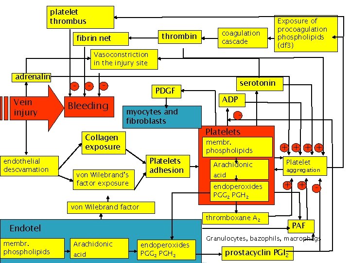 platelet thrombus thrombin fibrin net coagulation cascade Vasoconstriction in the injury site adrenalin Vein