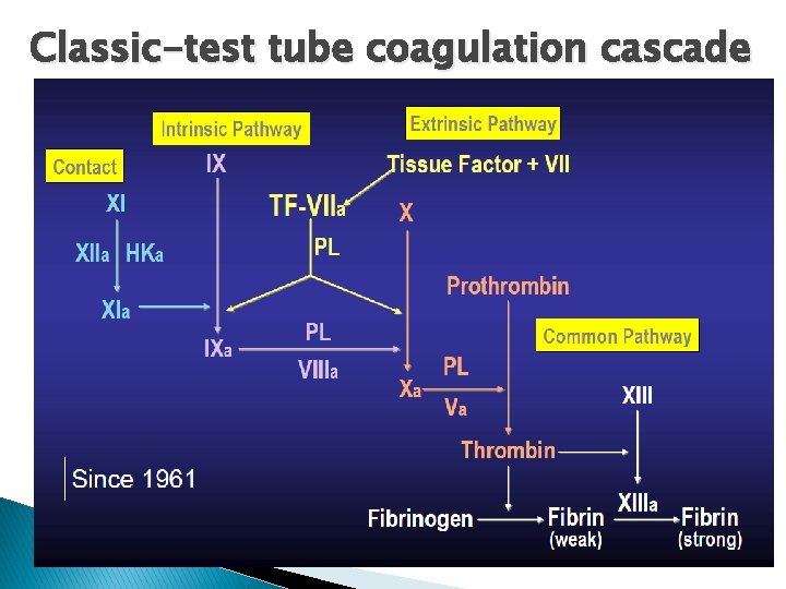 Classic-test tube coagulation cascade 