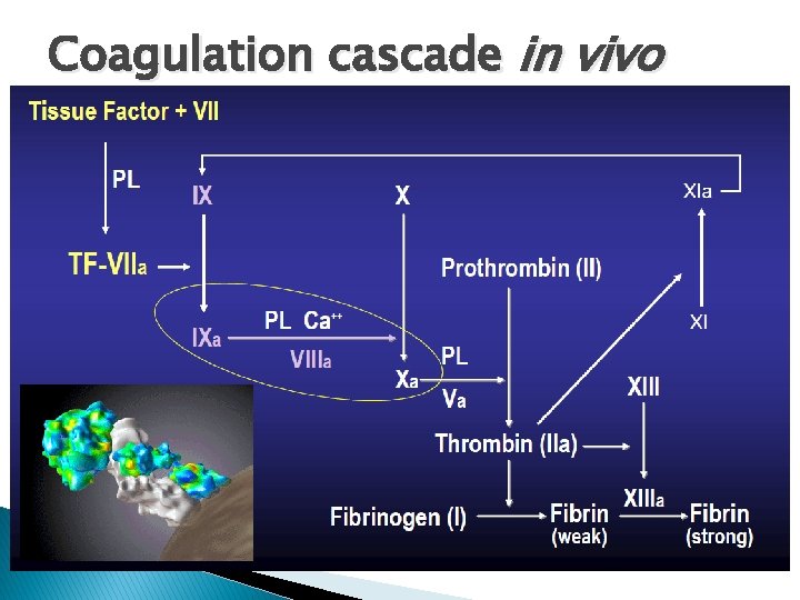 Coagulation cascade in vivo 
