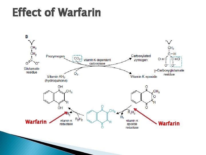Effect of Warfarin 
