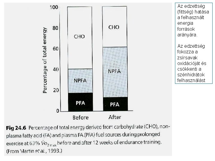 Az edzettség (fittség) hatása a felhasznált energia források arányára. Az edzettség fokozza a zsírsavak